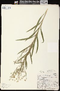 Solidago ptarmicoides image