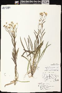 Solidago ptarmicoides image