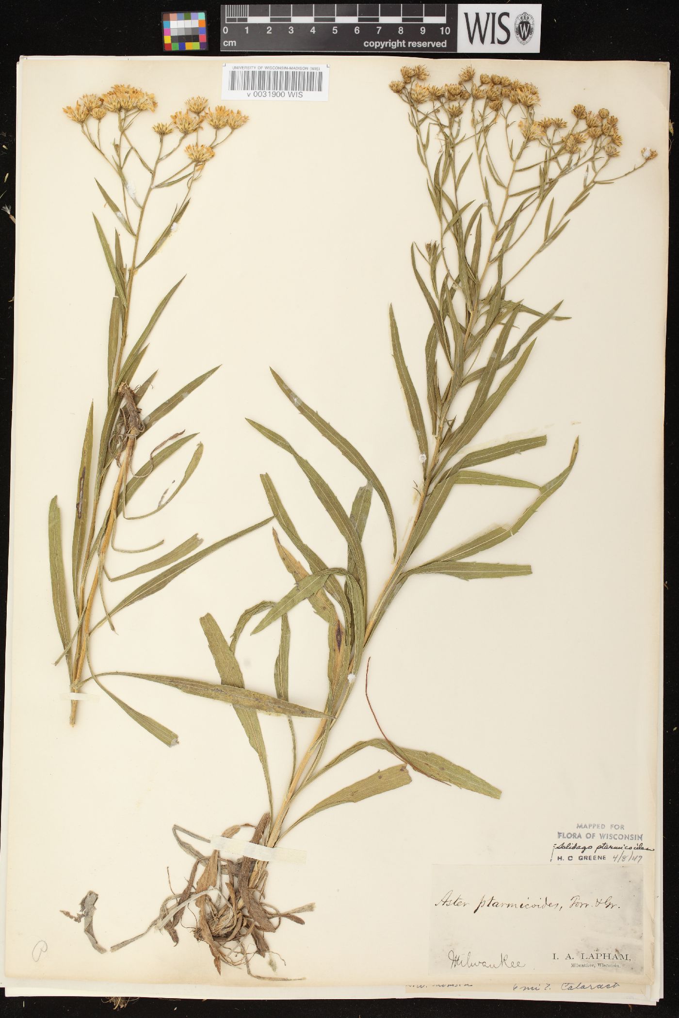 Solidago ptarmicoides image