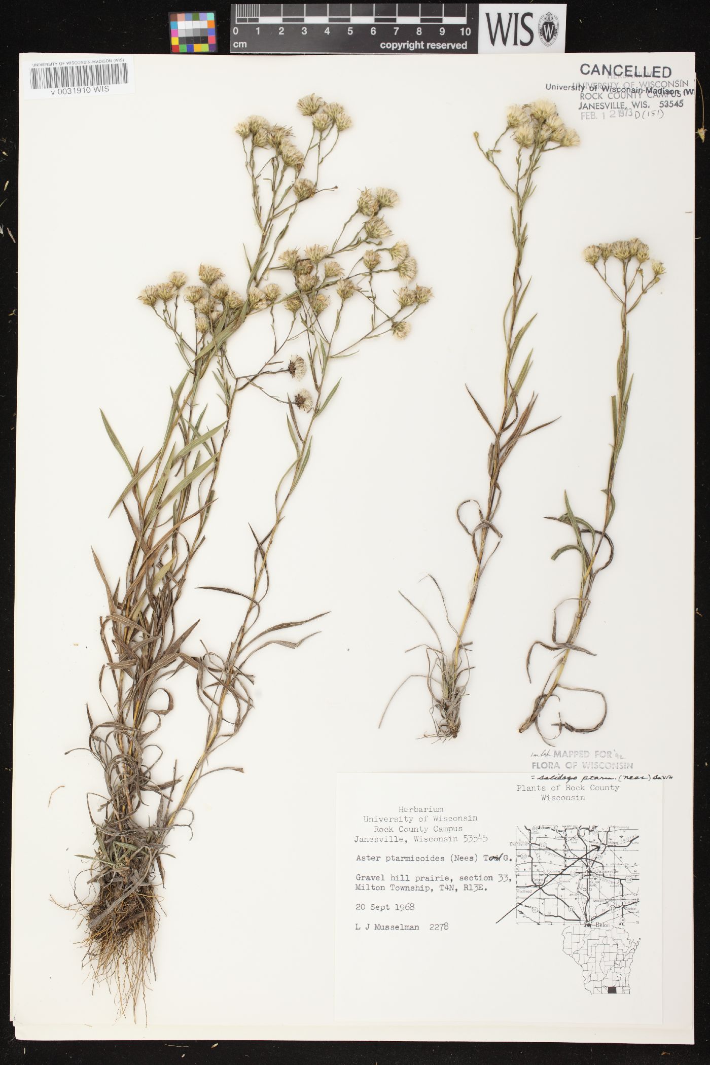 Solidago ptarmicoides image