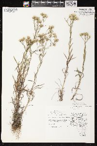 Solidago ptarmicoides image