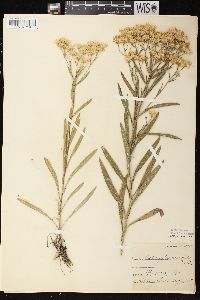 Solidago ptarmicoides image