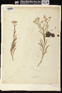 Solidago ptarmicoides image