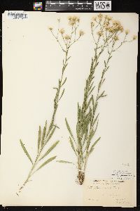 Solidago ptarmicoides image