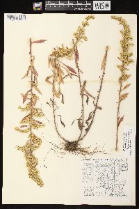 Solidago nemoralis subsp. nemoralis image