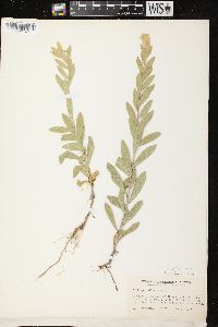 Solidago mollis image