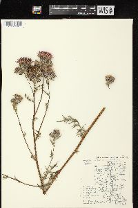 Cirsium muticum image