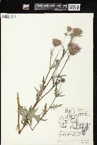 Cirsium muticum image