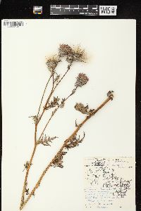 Cirsium muticum image