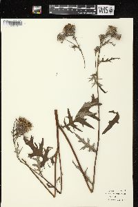 Cirsium muticum image