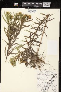 Euthamia graminifolia var. graminifolia image