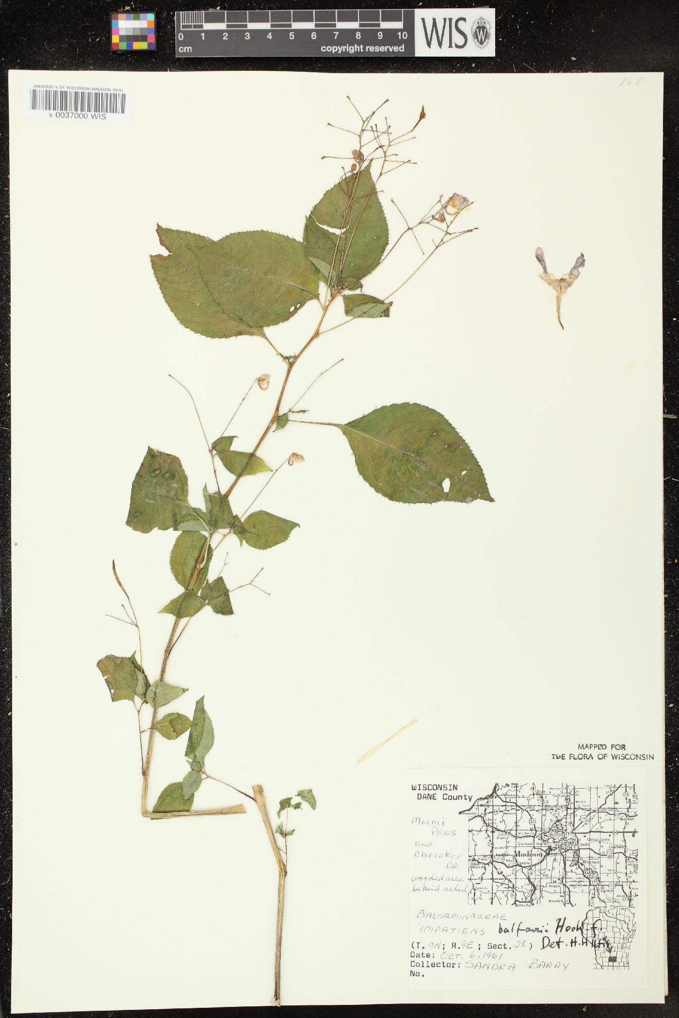 Impatiens balfourii image