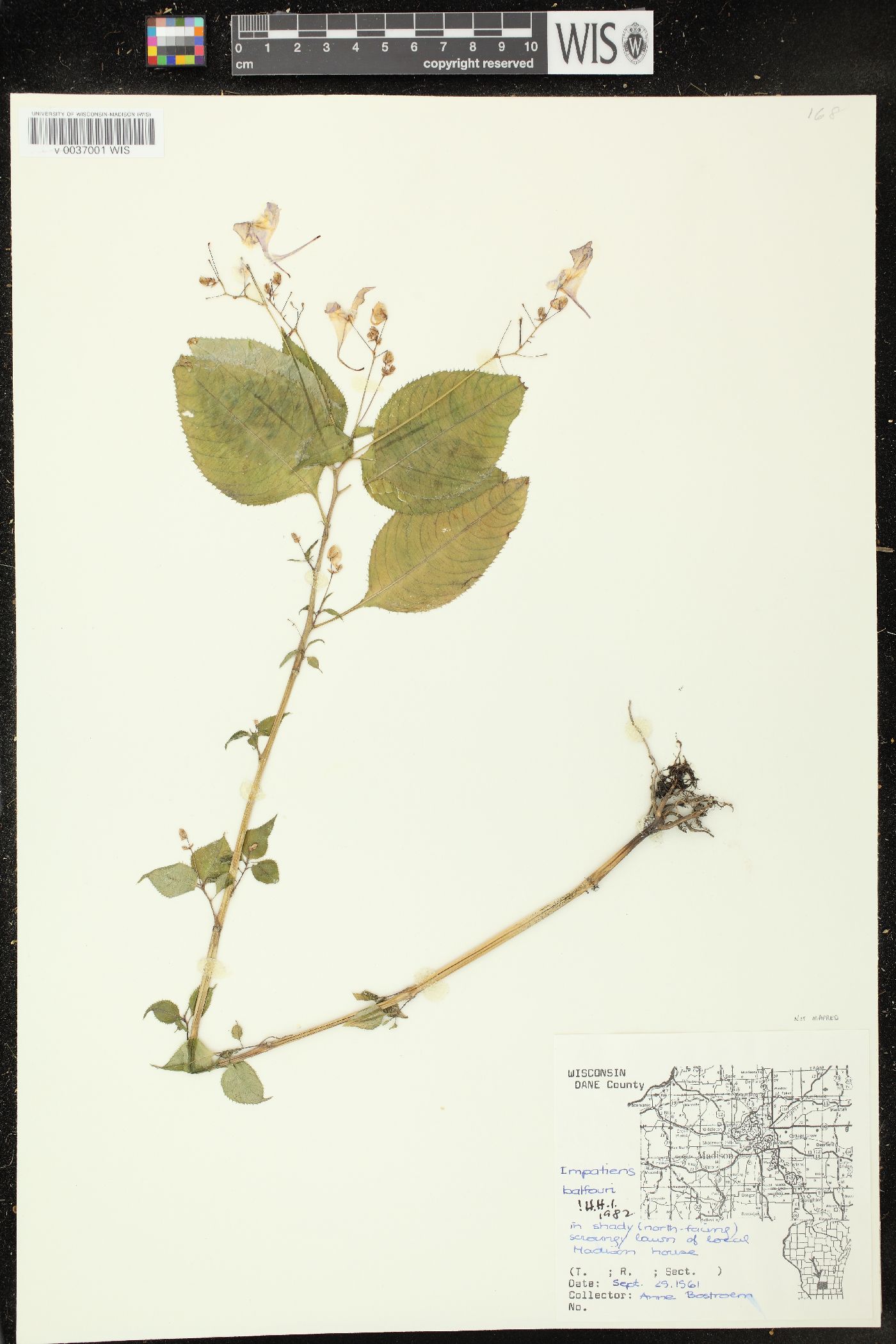 Impatiens balfourii image