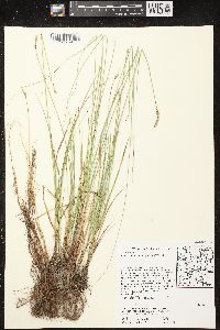 Carex prairea image