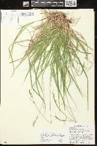 Carex communis var. communis image