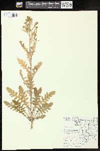 Rorippa palustris subsp. fernaldiana image