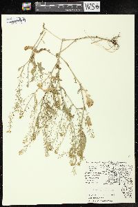 Rorippa palustris subsp. hispida image