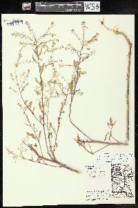 Rorippa palustris subsp. fernaldiana image