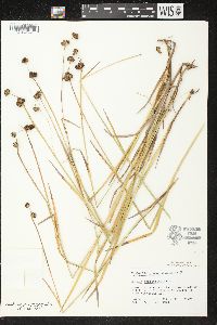 Juncus ensifolius var. ensifolius image