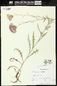 Cirsium flodmanii image