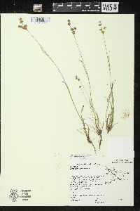 Juncus marginatus image