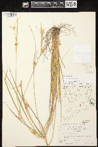 Carex michauxiana image