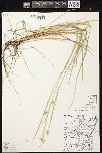 Carex michauxiana image