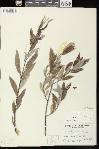 Salix sericea image