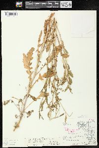 Rorippa palustris subsp. fernaldiana image