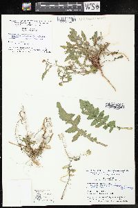 Rorippa palustris subsp. fernaldiana image