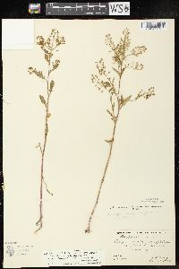 Rorippa palustris subsp. fernaldiana image