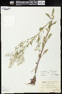 Rorippa palustris subsp. fernaldiana image