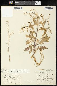 Rorippa palustris subsp. fernaldiana image