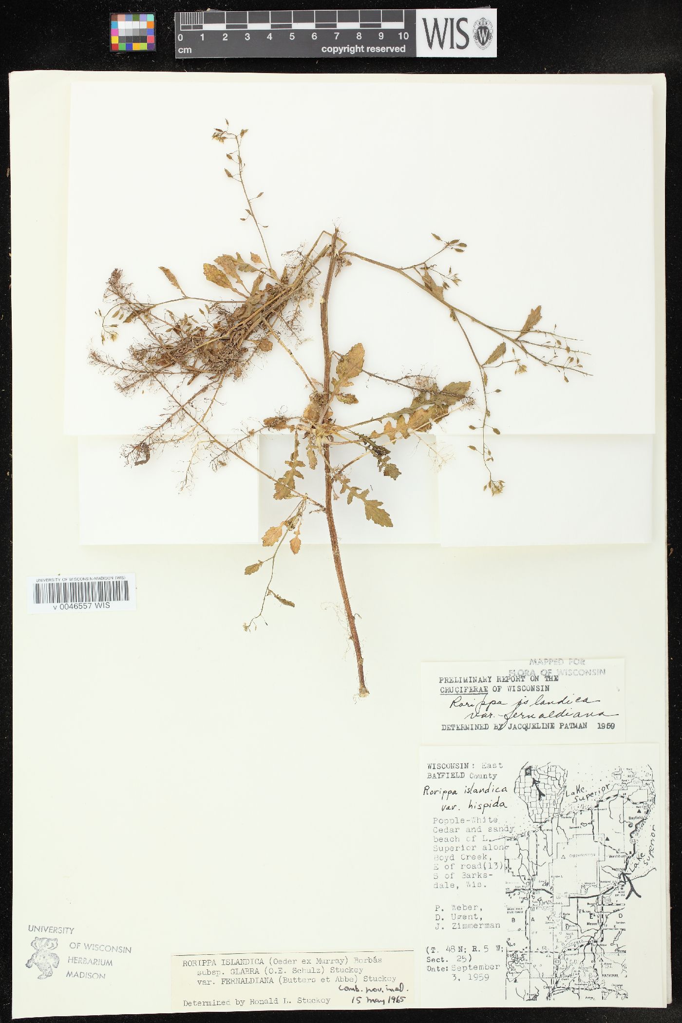 Rorippa palustris subsp. fernaldiana image