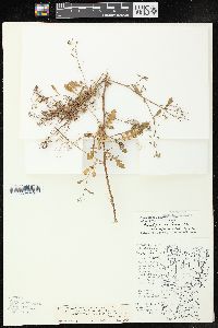 Rorippa palustris subsp. fernaldiana image