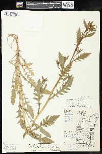 Rorippa palustris subsp. fernaldiana image