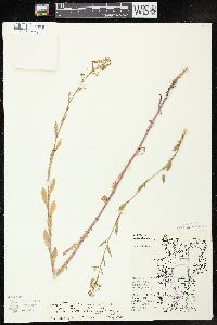 Rorippa palustris subsp. fernaldiana image