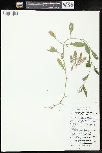 Rorippa palustris subsp. fernaldiana image