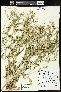 Rorippa palustris subsp. fernaldiana image