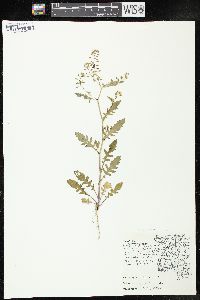 Rorippa palustris subsp. fernaldiana image