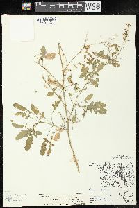 Rorippa palustris subsp. fernaldiana image