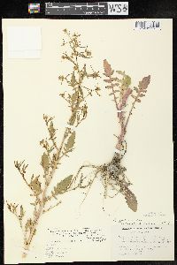 Rorippa palustris subsp. fernaldiana image