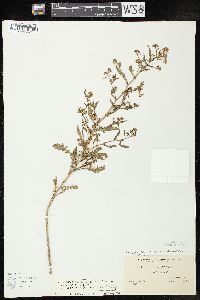 Rorippa palustris subsp. fernaldiana image