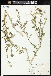 Rorippa palustris subsp. fernaldiana image