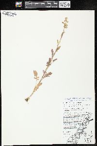 Rorippa palustris subsp. fernaldiana image