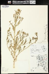 Rorippa palustris subsp. fernaldiana image