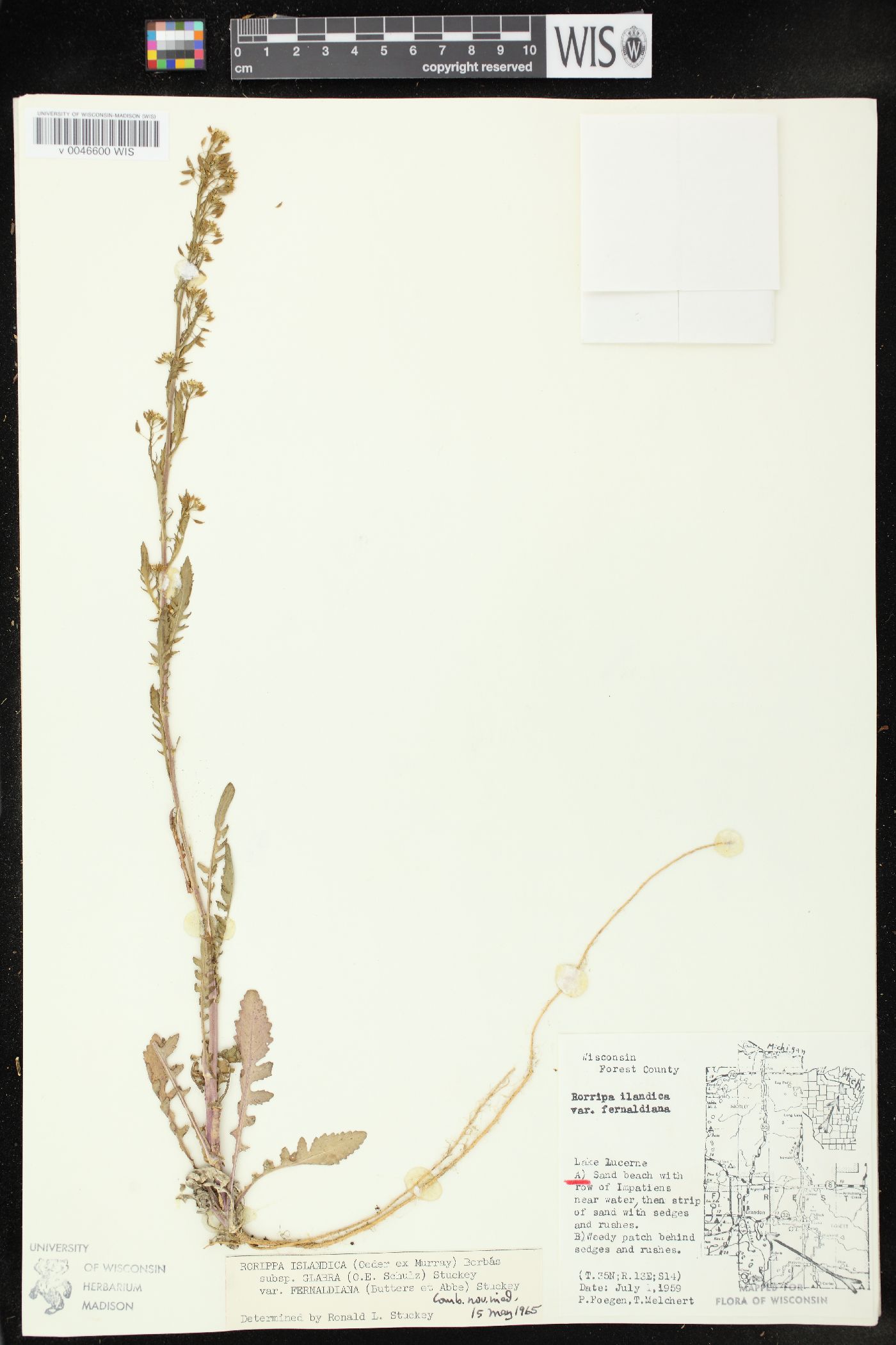 Rorippa palustris subsp. fernaldiana image