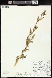 Rorippa palustris subsp. fernaldiana image