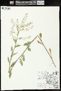 Rorippa palustris subsp. fernaldiana image