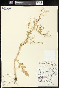 Rorippa palustris subsp. fernaldiana image